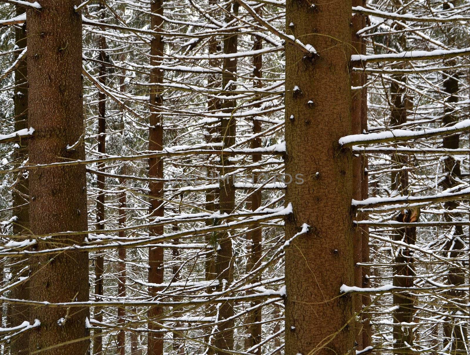 detail on snowcapped trunk and branches of the spruce forest