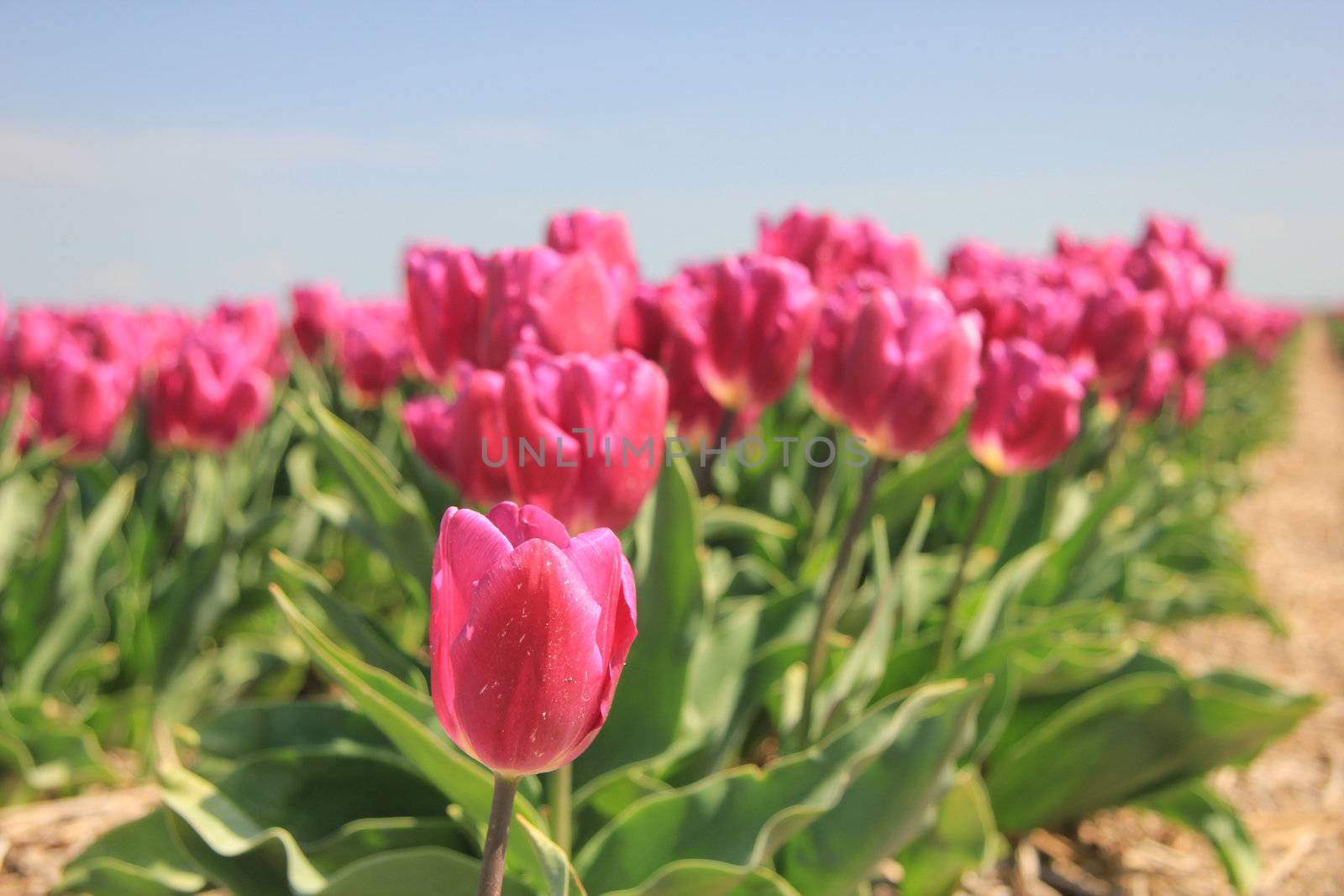 purple pink tulips in the sunlight against a clear blue sky