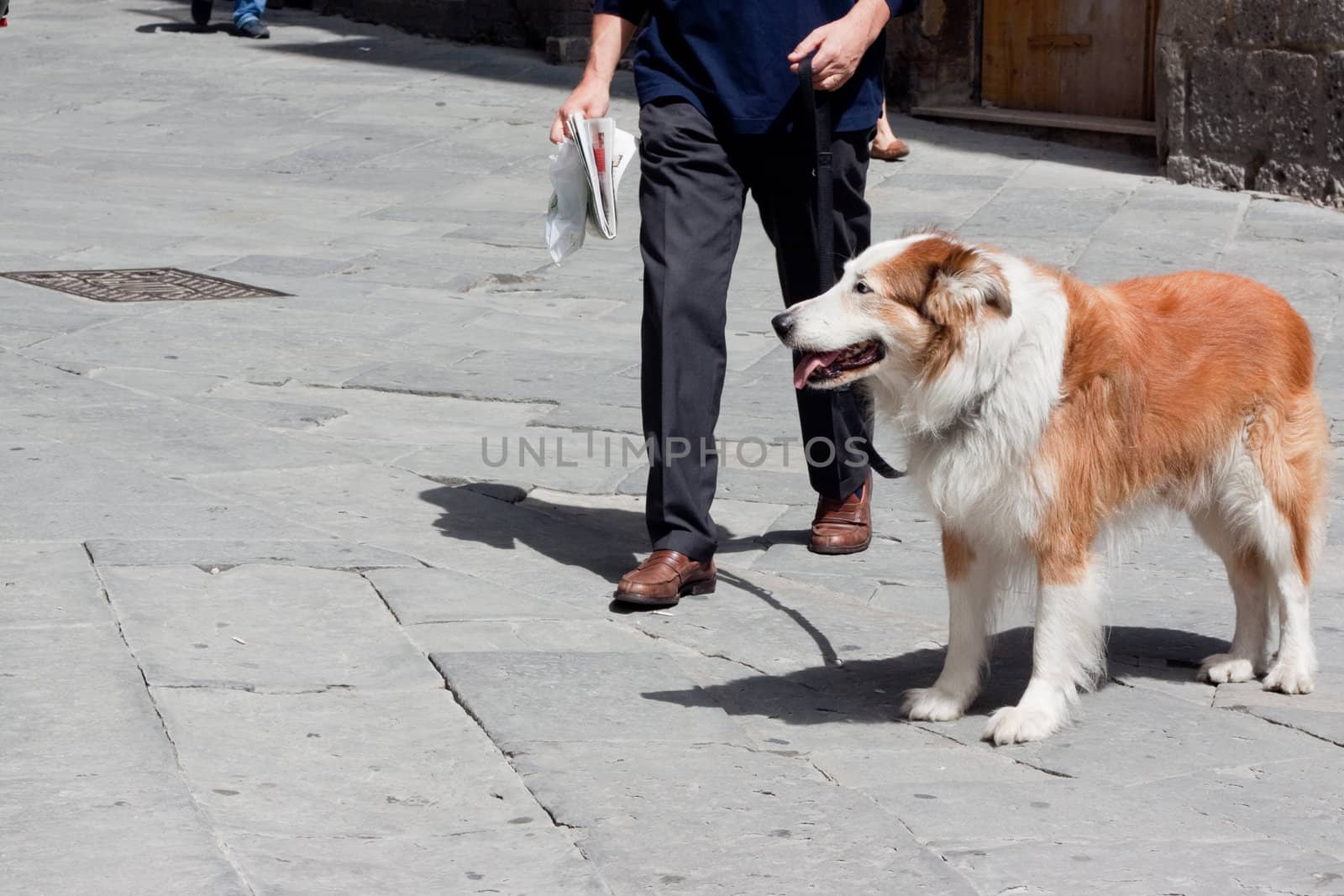 White and brown dog and its man
