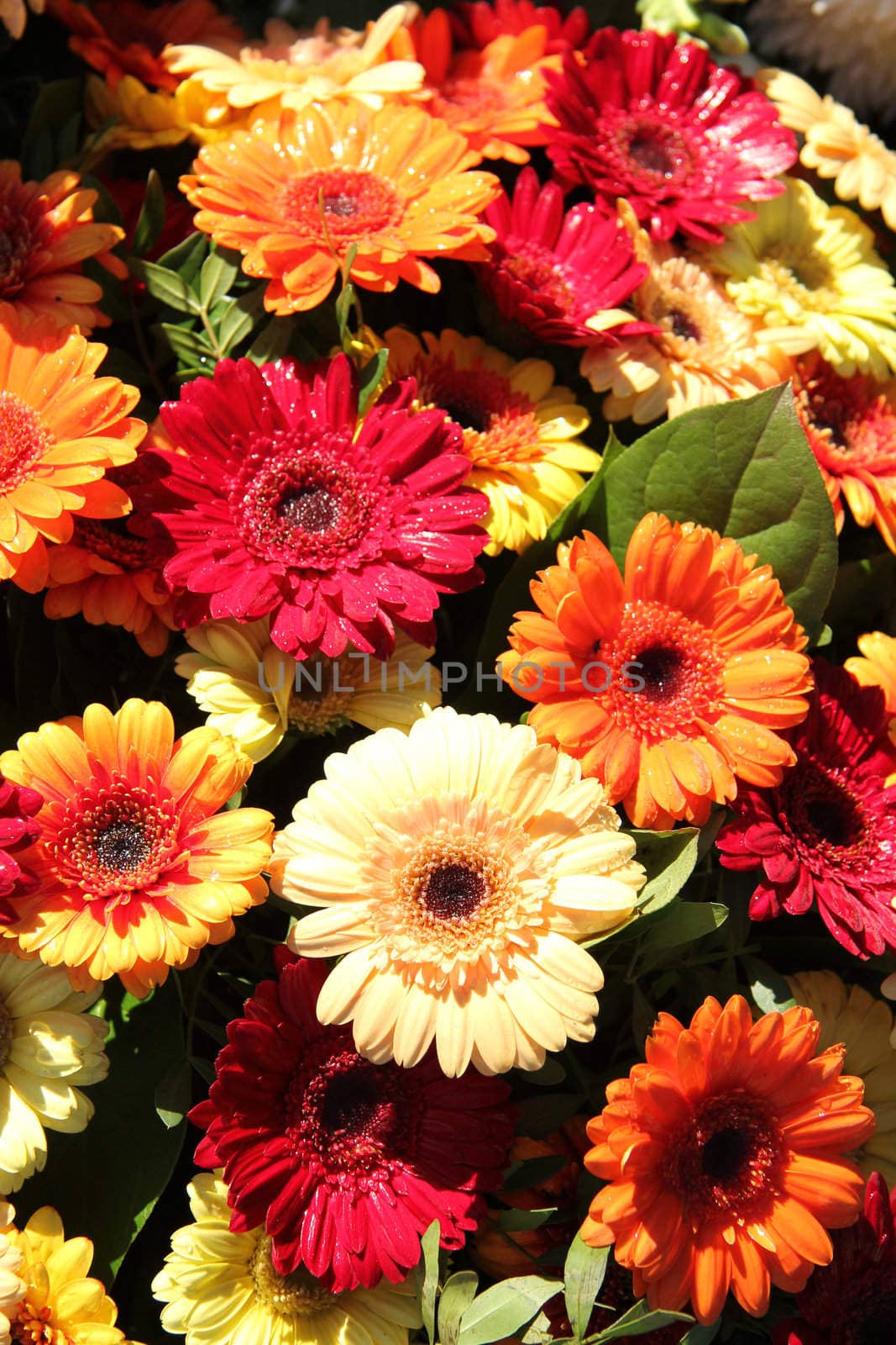 Gerberas in red, orange and yellow by studioportosabbia