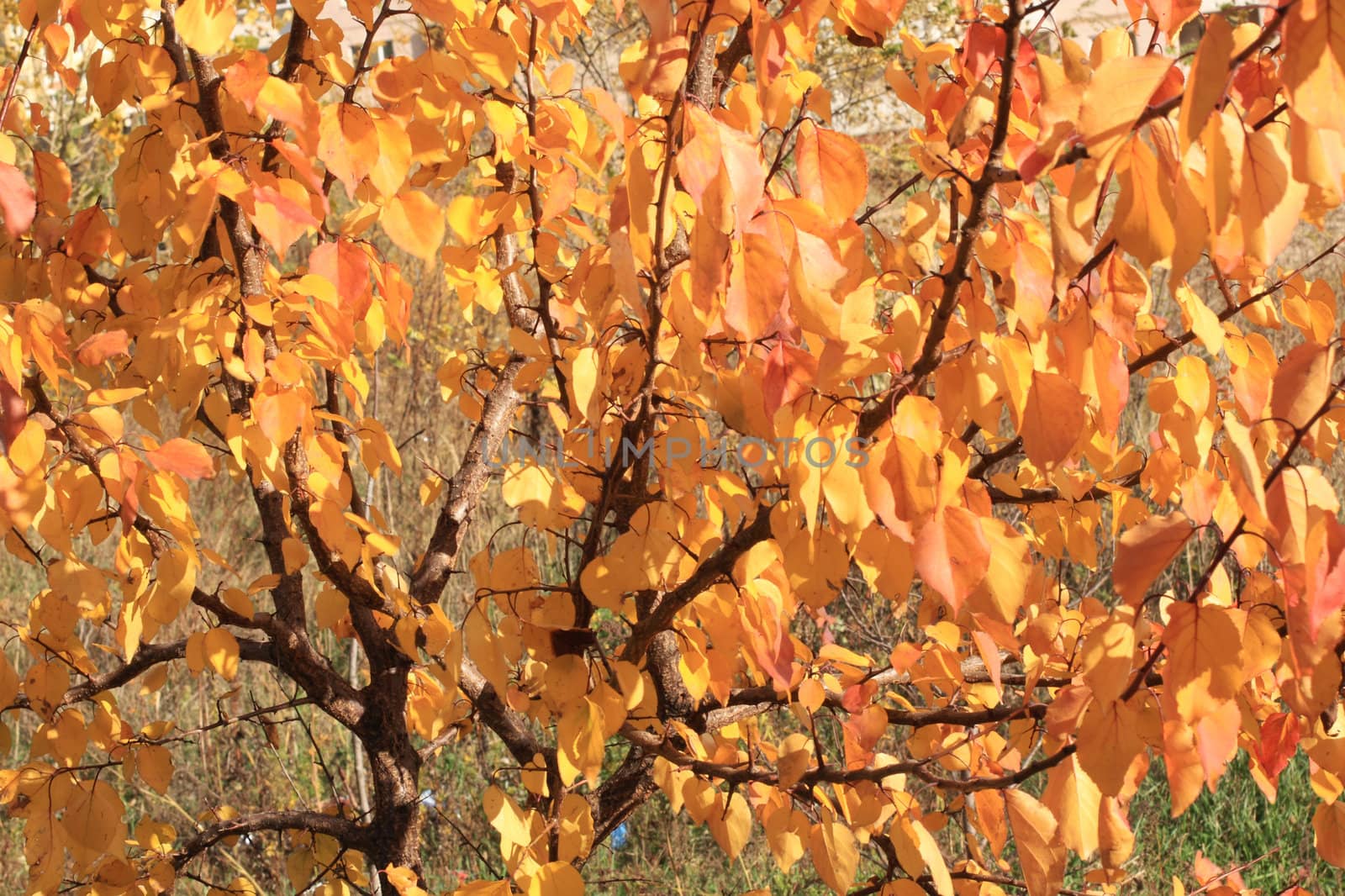 Golden lime tree foliage. November.