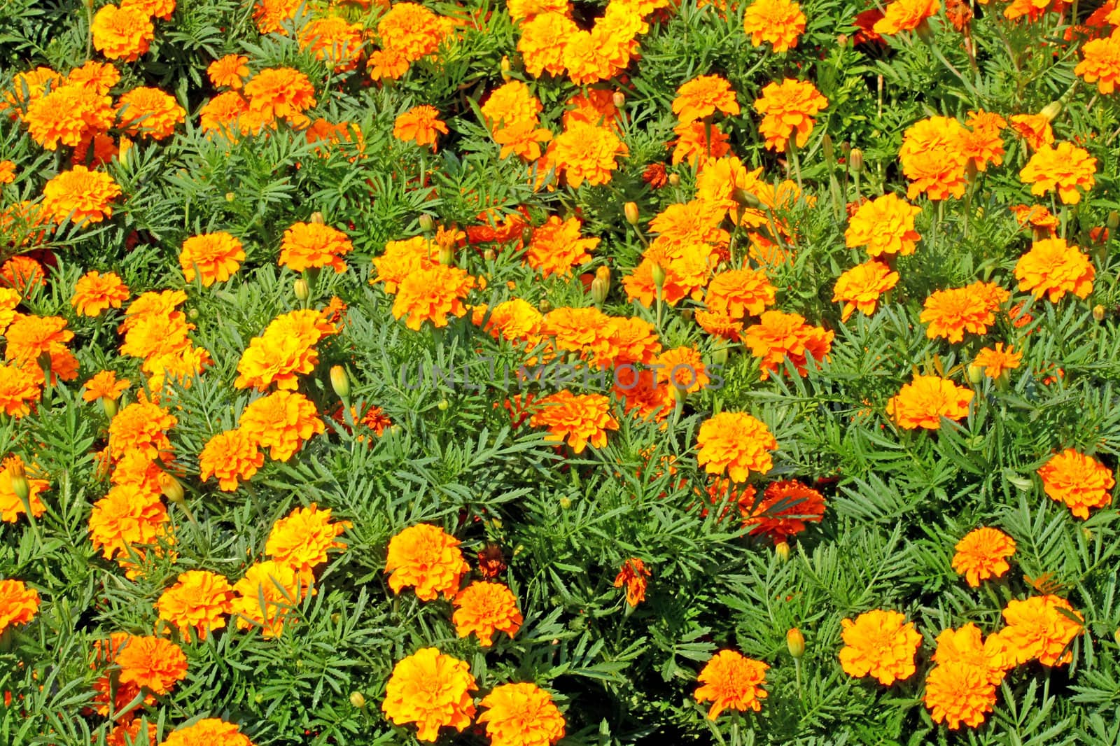 Tagetes carpet. Summertime background.