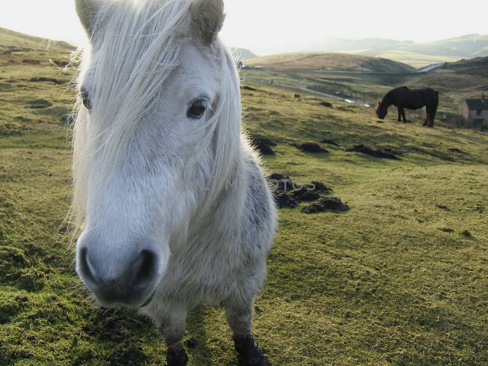 An inquisitive pony on a Derbyshire hillside