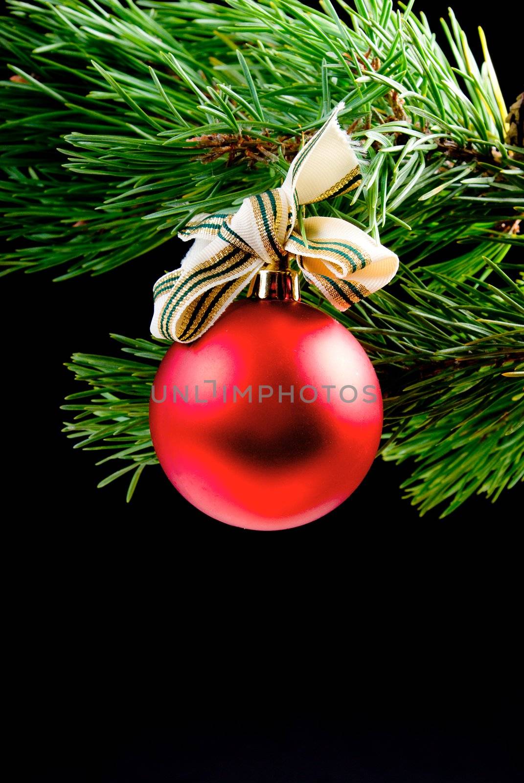 coniferous branch on dark background with toy cristmas