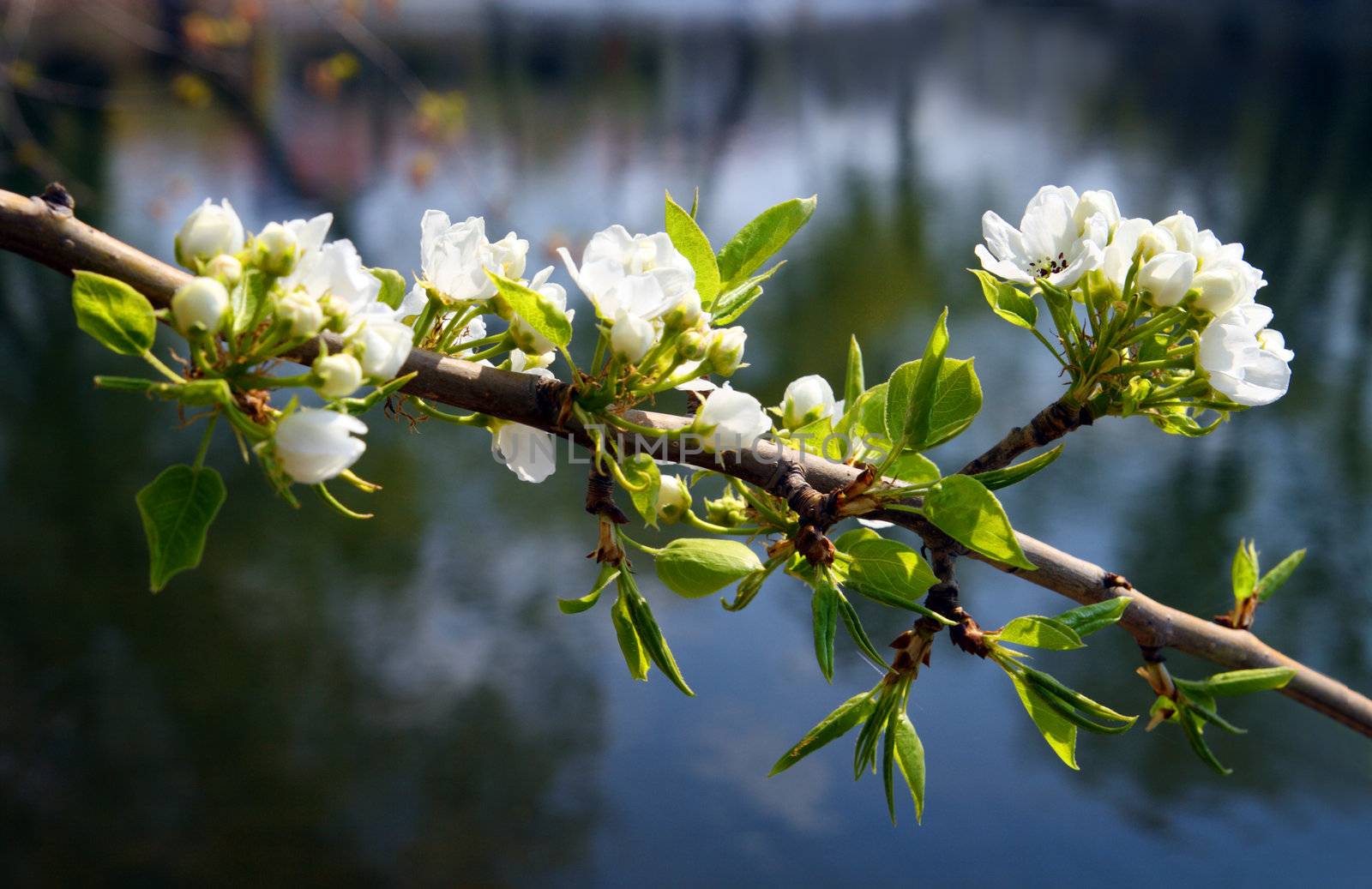 blossom apple-tree branch by Mikko