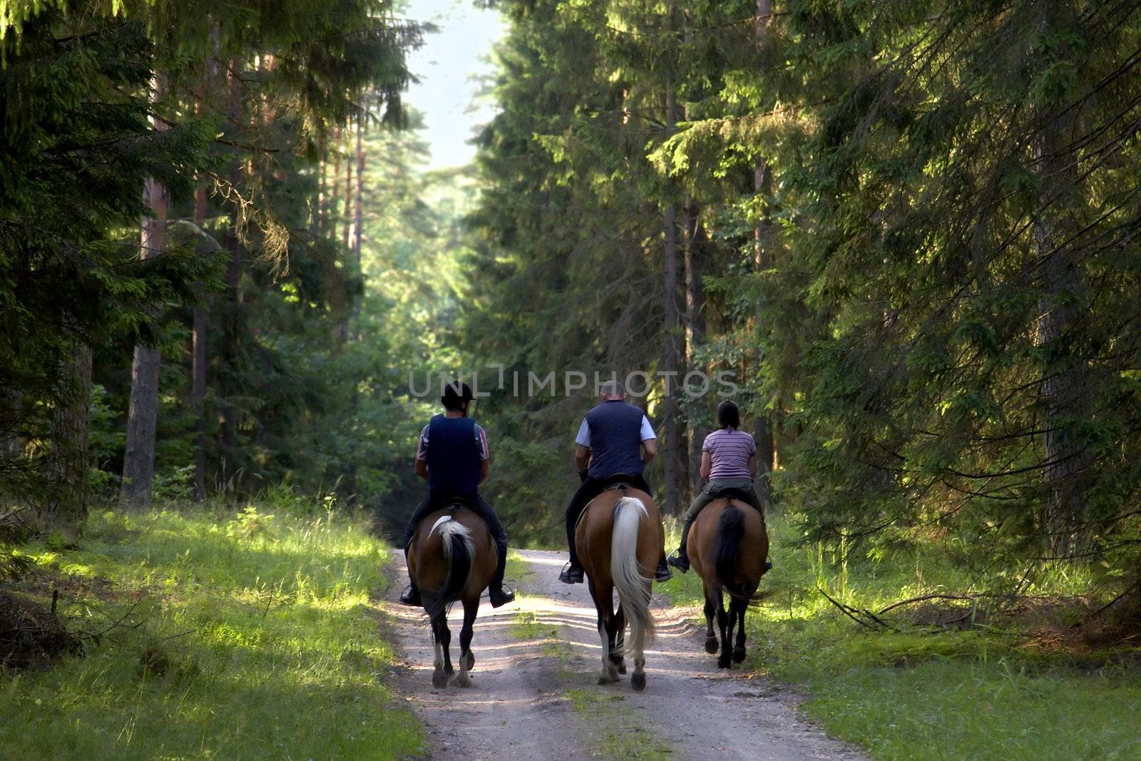 people are going on horse through forest by amaxim