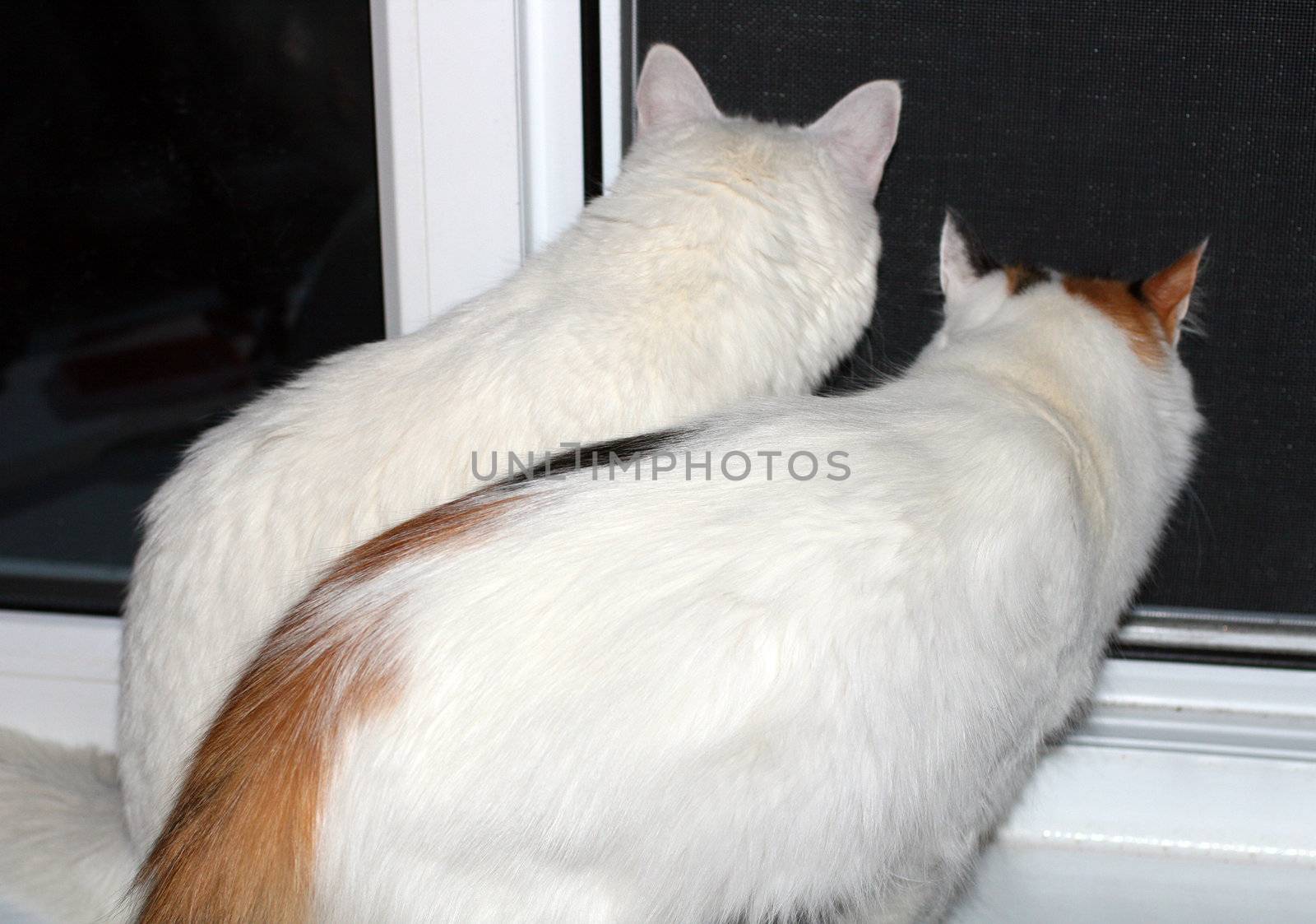 two cats closely looking out from dark window