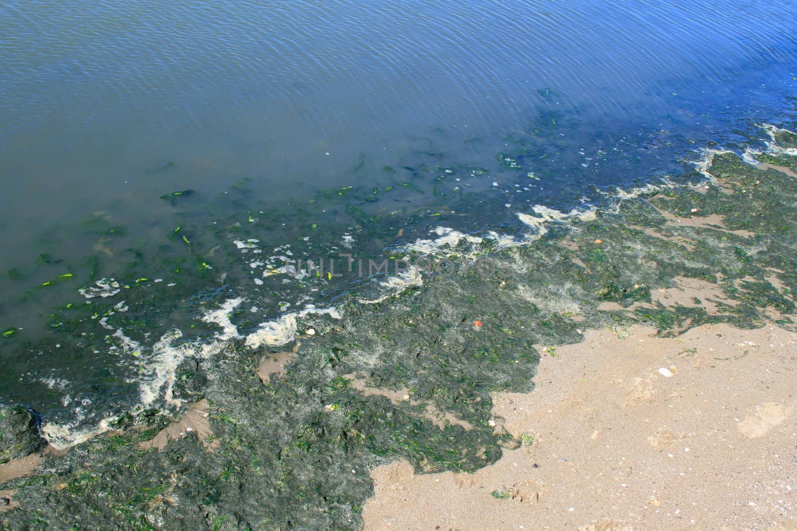 Green algae growing on the water's surface.
