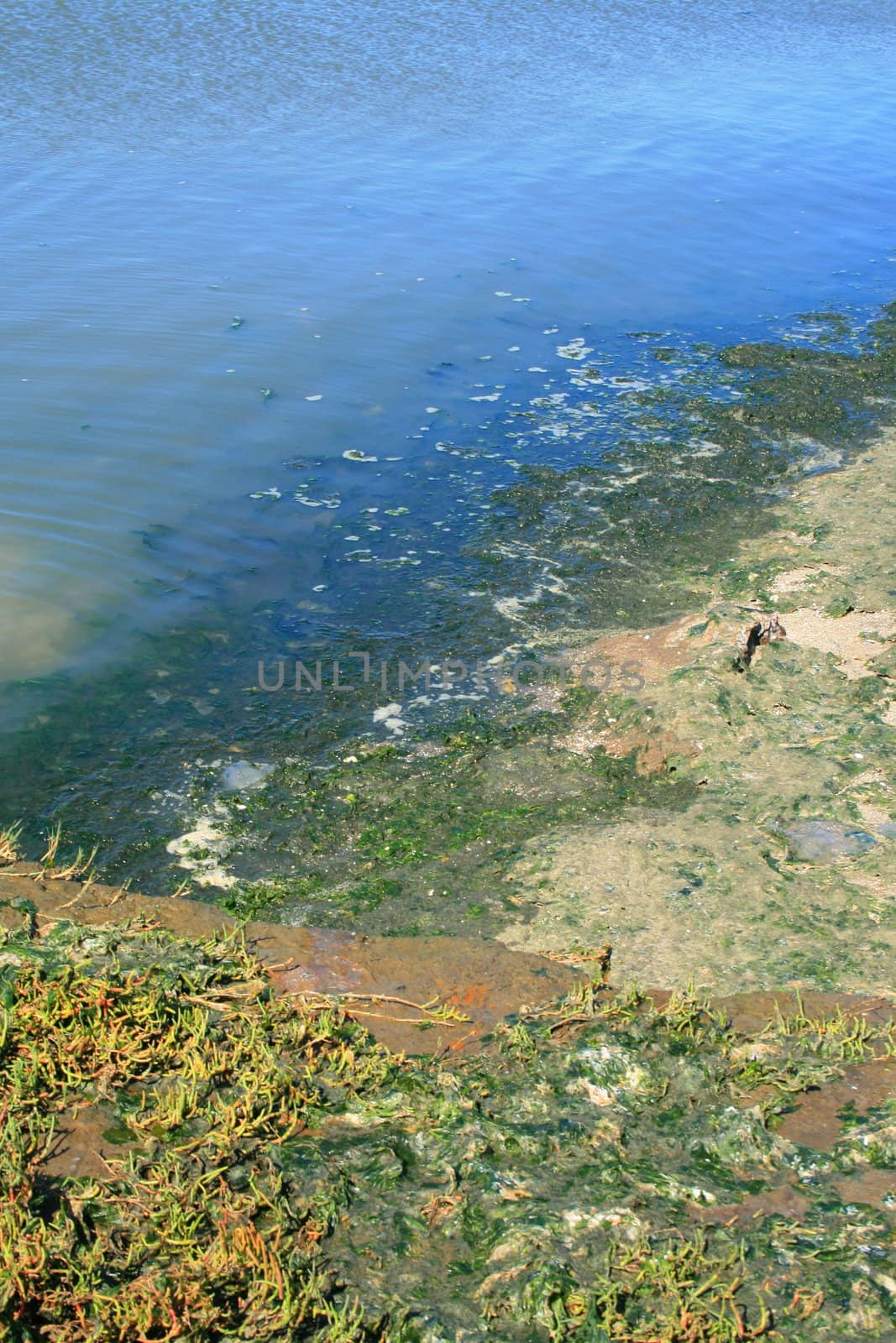 Green algae growing on the water's surface.
