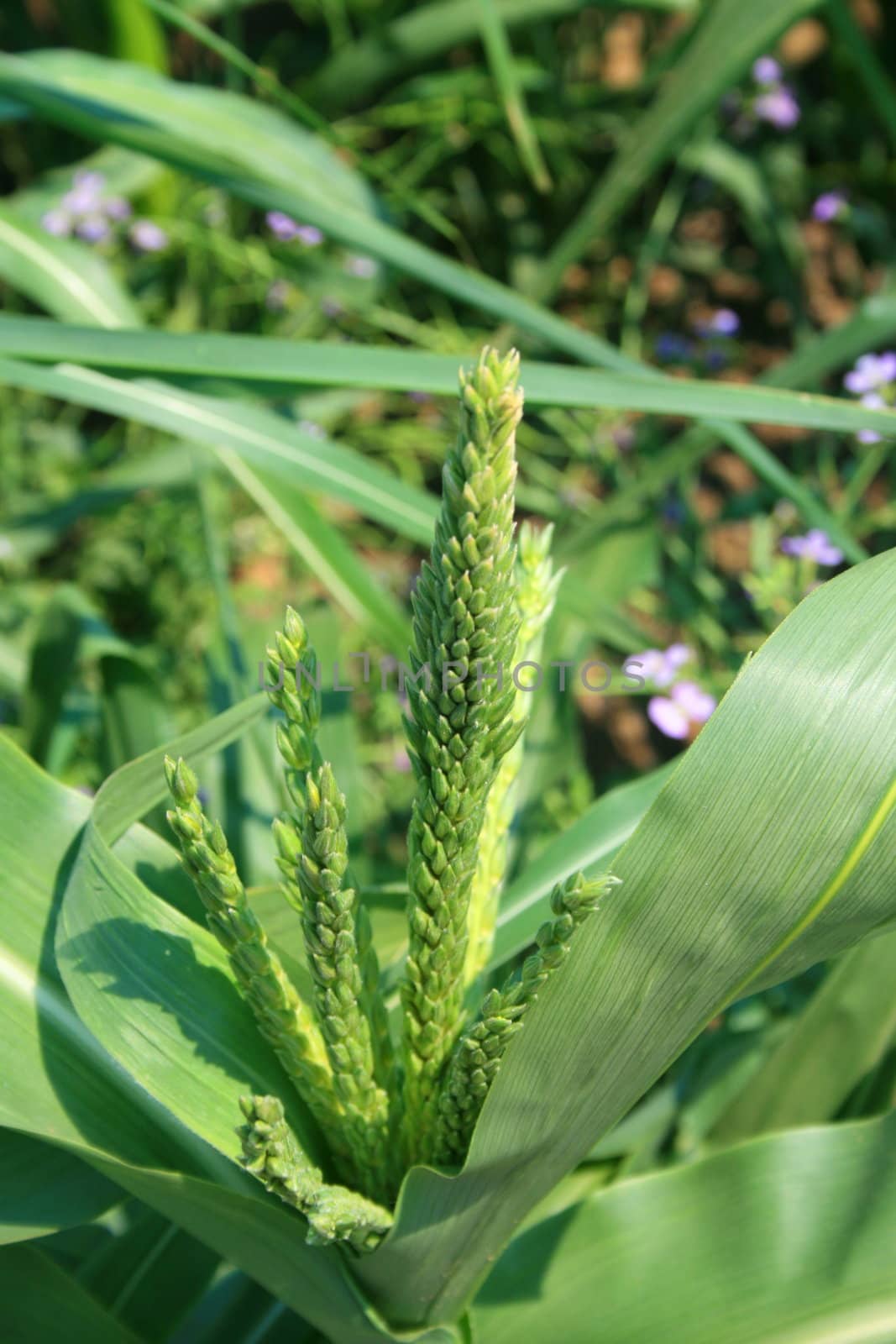 Tall corn plant on a sunny day.
