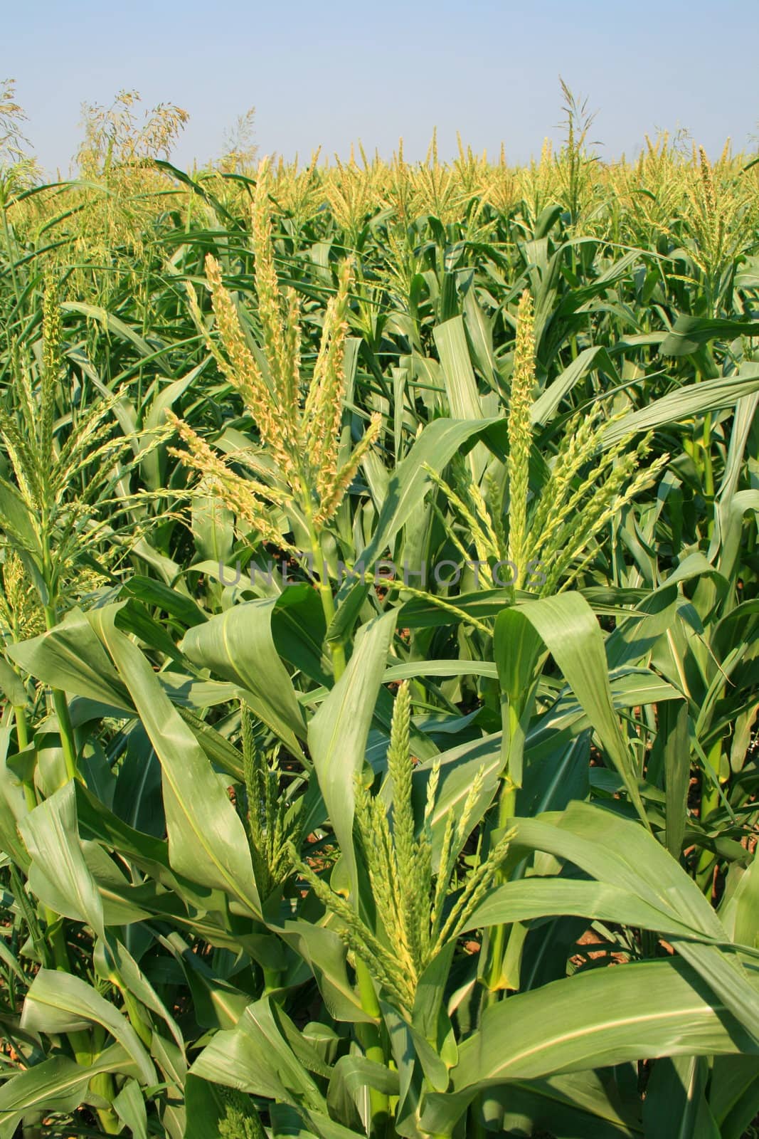 Tall corn plants on a sunny day.
