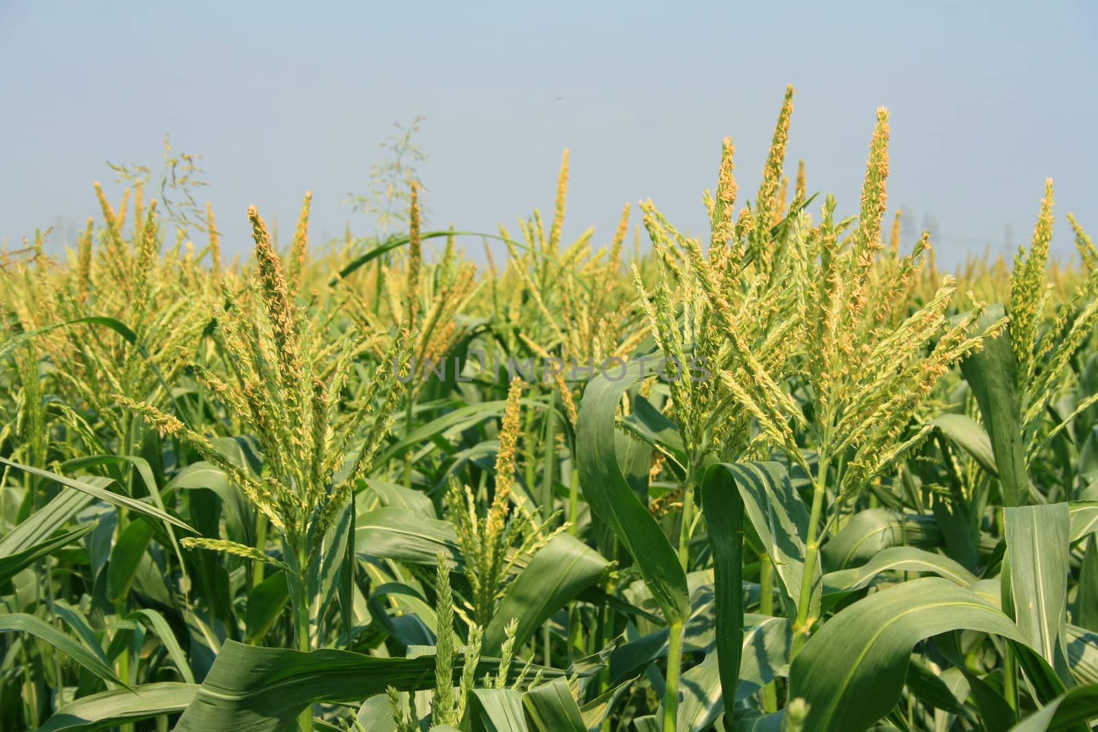Tall corn plants on a sunny day.
