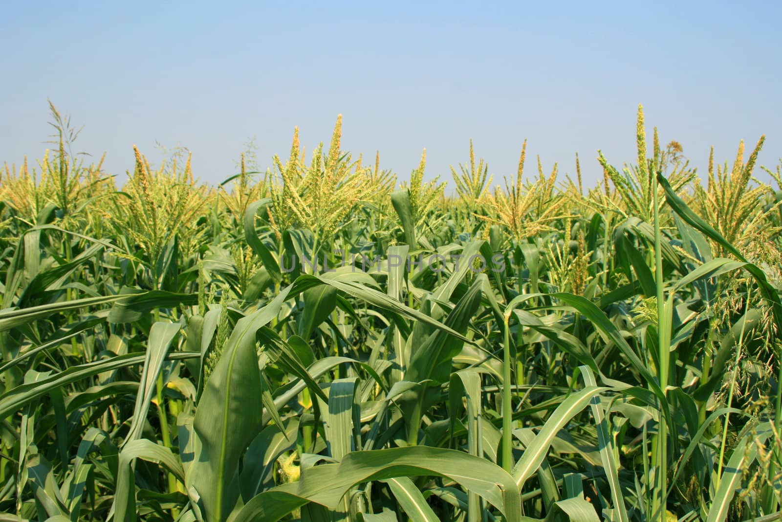 Tall corn plants on a sunny day.
