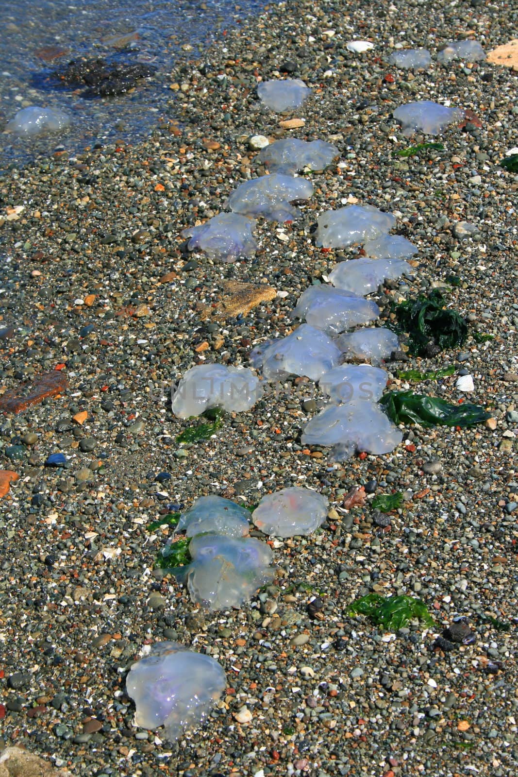 Close up of a dead jellyfish.
