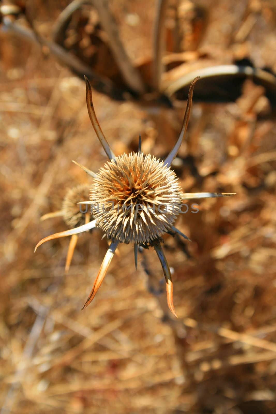 Dry seed pod on a sunny day.
