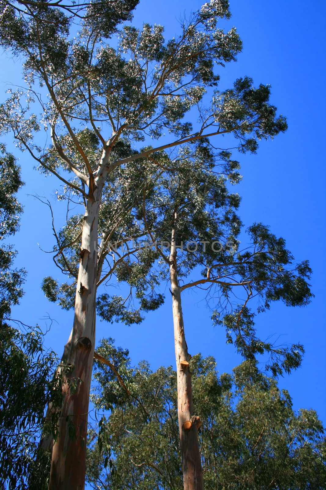 Eucalyptus trees in a forest over blue sky.
