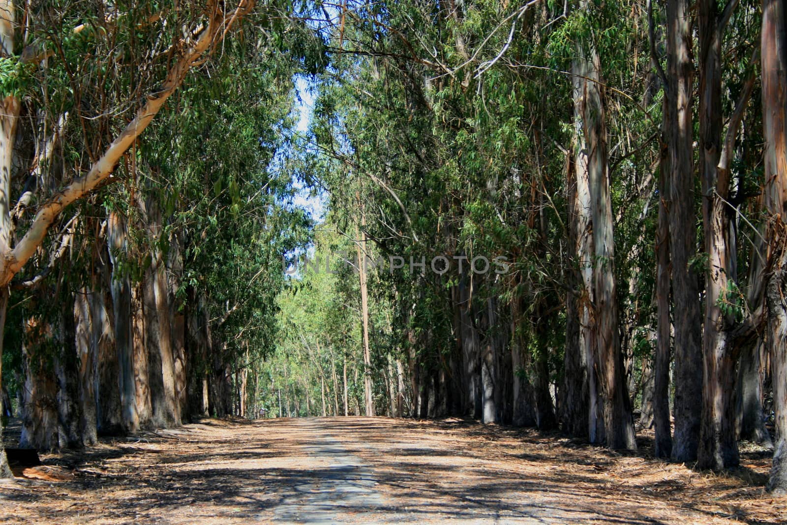 Winding road in a park on a sunny day.
