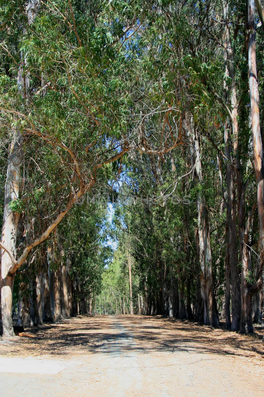 Winding road in a park on a sunny day.
