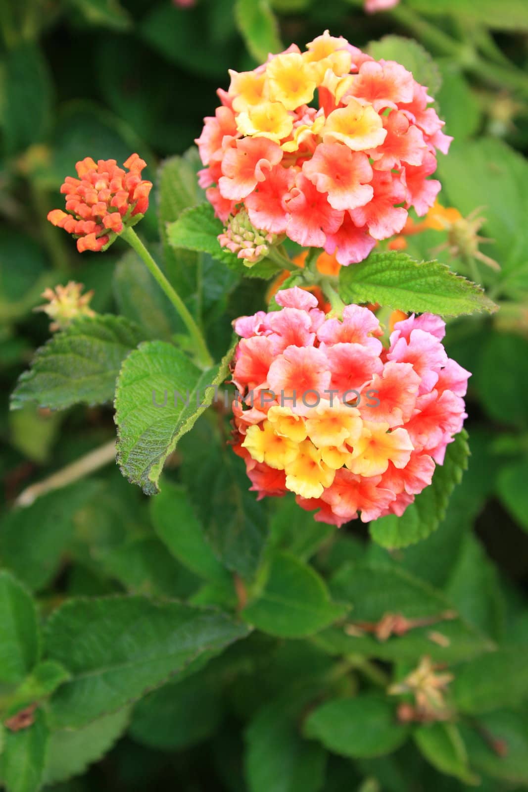 Lantana flowers on a sunny day.
