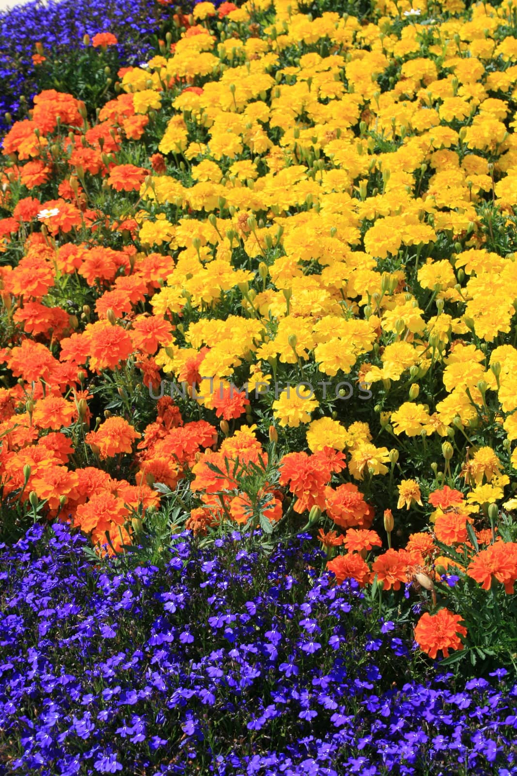 Marigold flowers on a sunny day.
