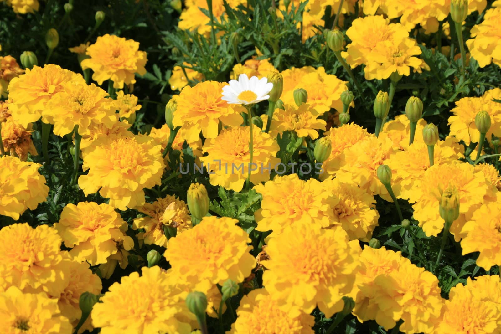 Marigold flowers and a daisy flower on a sunny day.