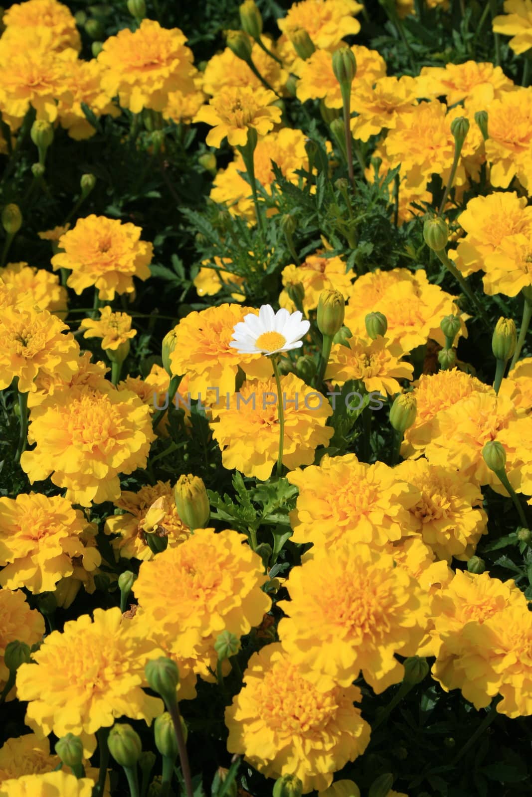 Marigold flowers and a daisy flower on a sunny day.