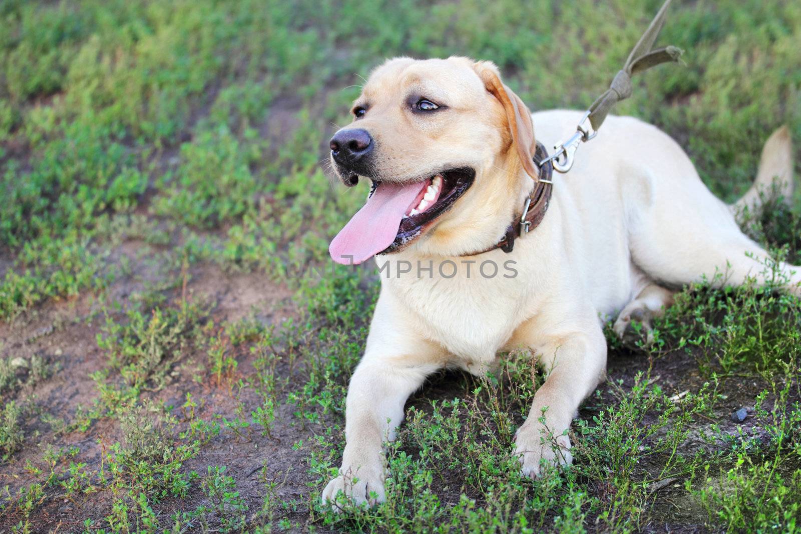 Labrador retriever