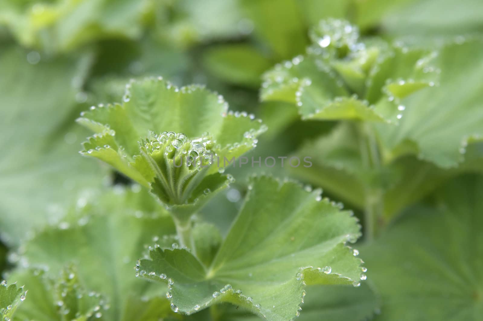 clouseup photo of Lady's Mantle