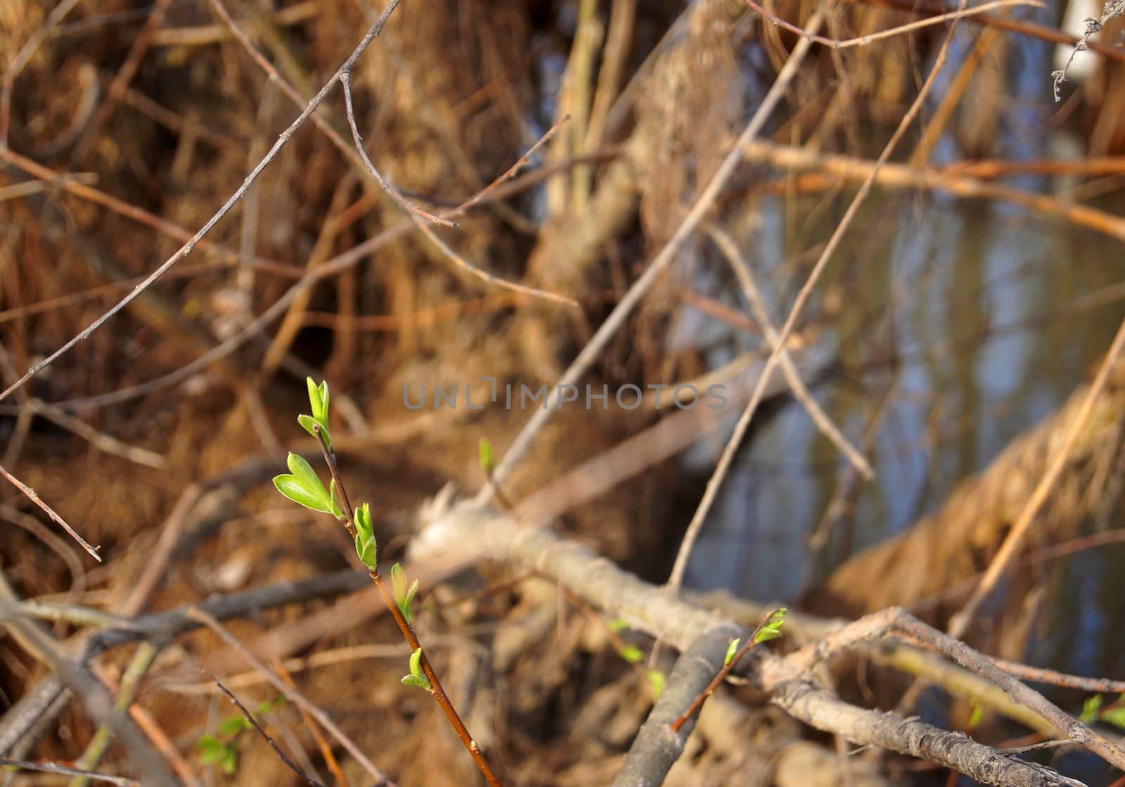 Spring brunch with new green leaves on river flood