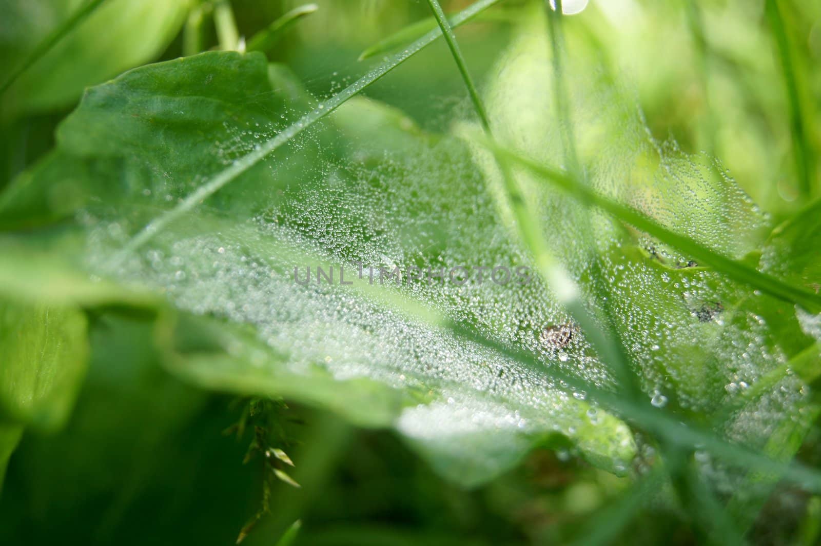 Web with dew drops, sunny summer day