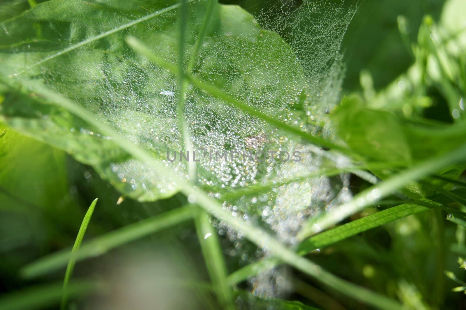 Web with dew drops, sunny summer day