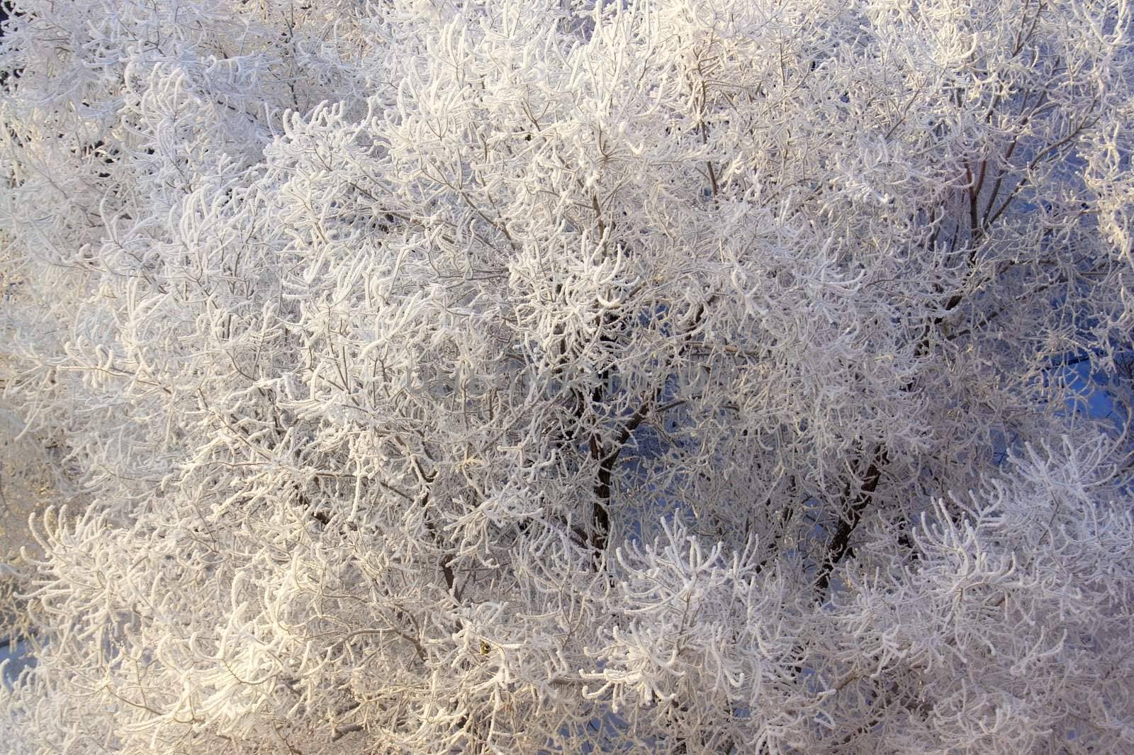 Snow-covered tree, frost sunny day in city