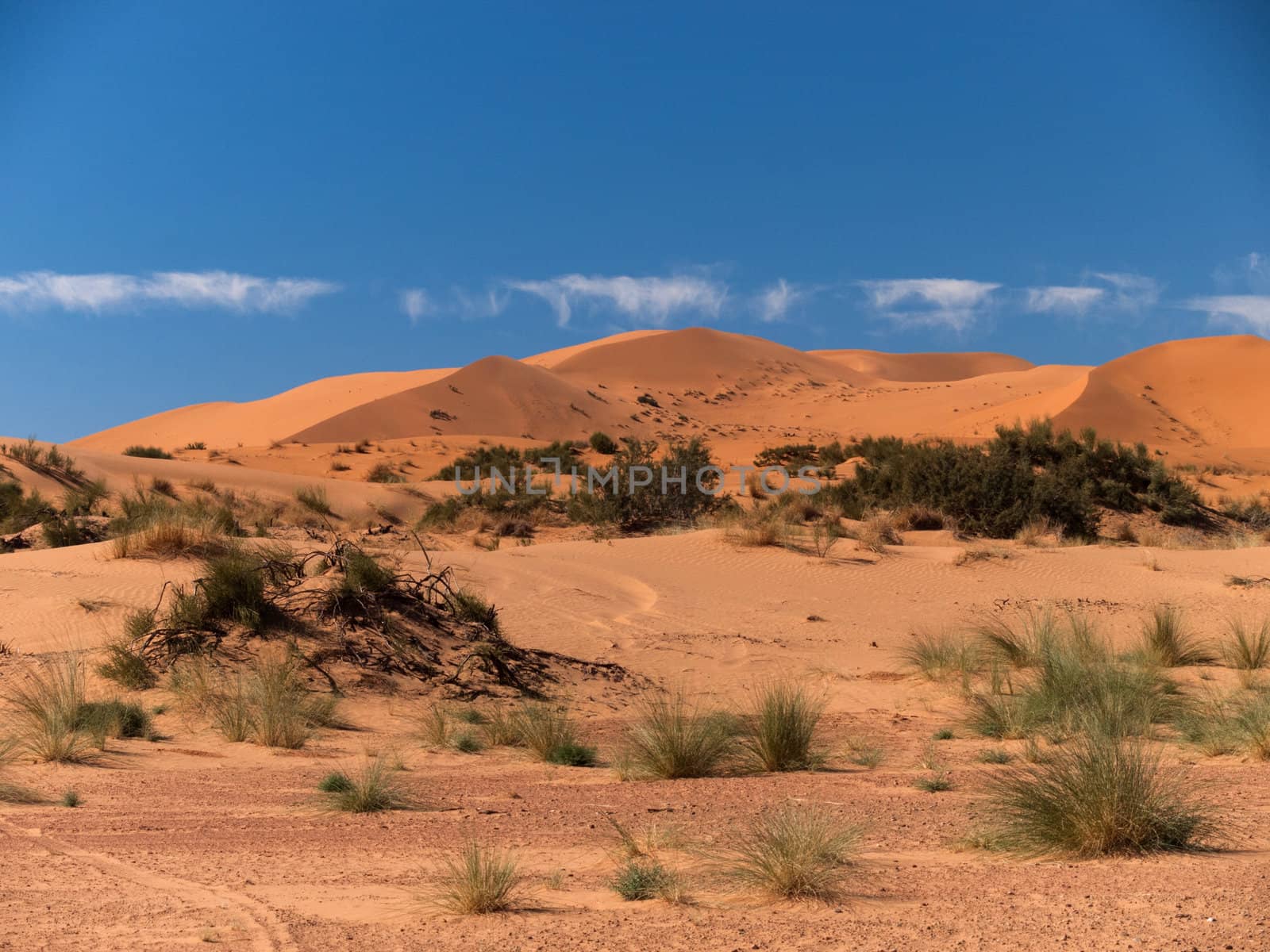 Bushes and sand dunes on the Sahara by rzoze19