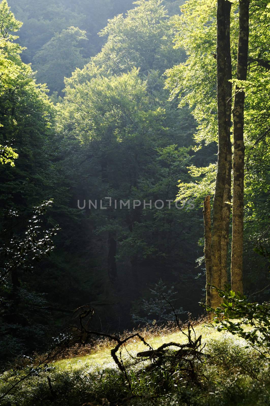 Forest landscape by dutourdumonde