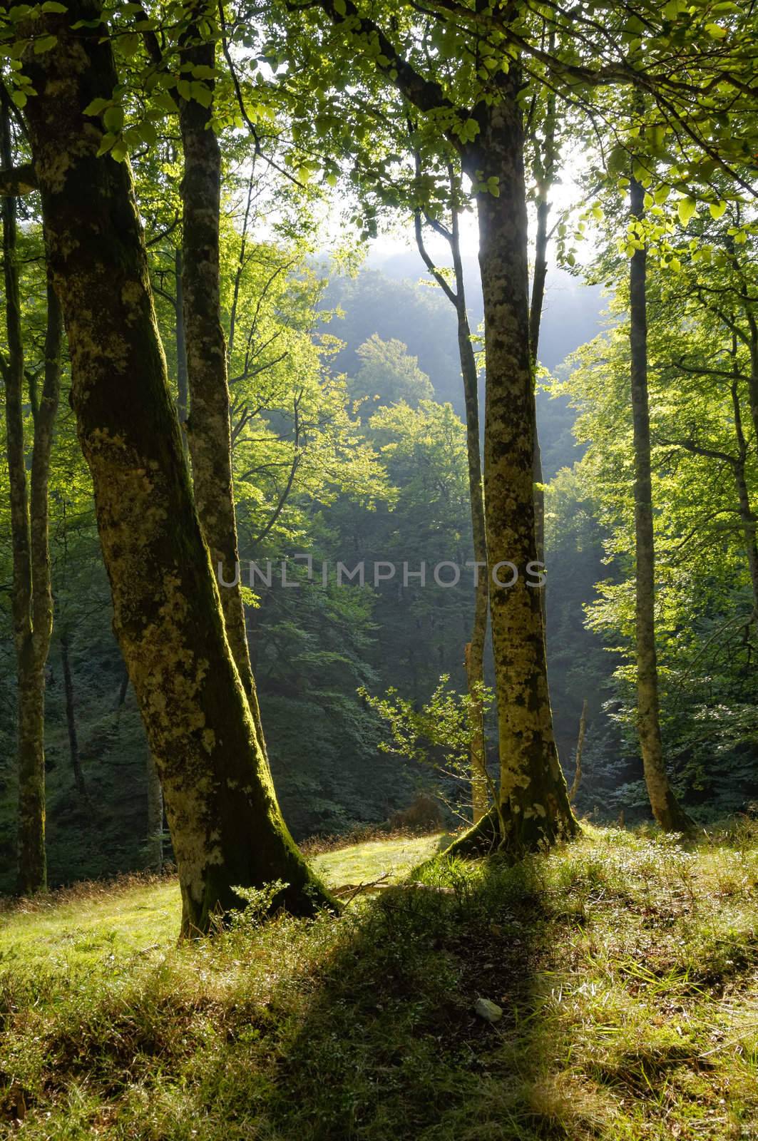 Forest landscape by dutourdumonde