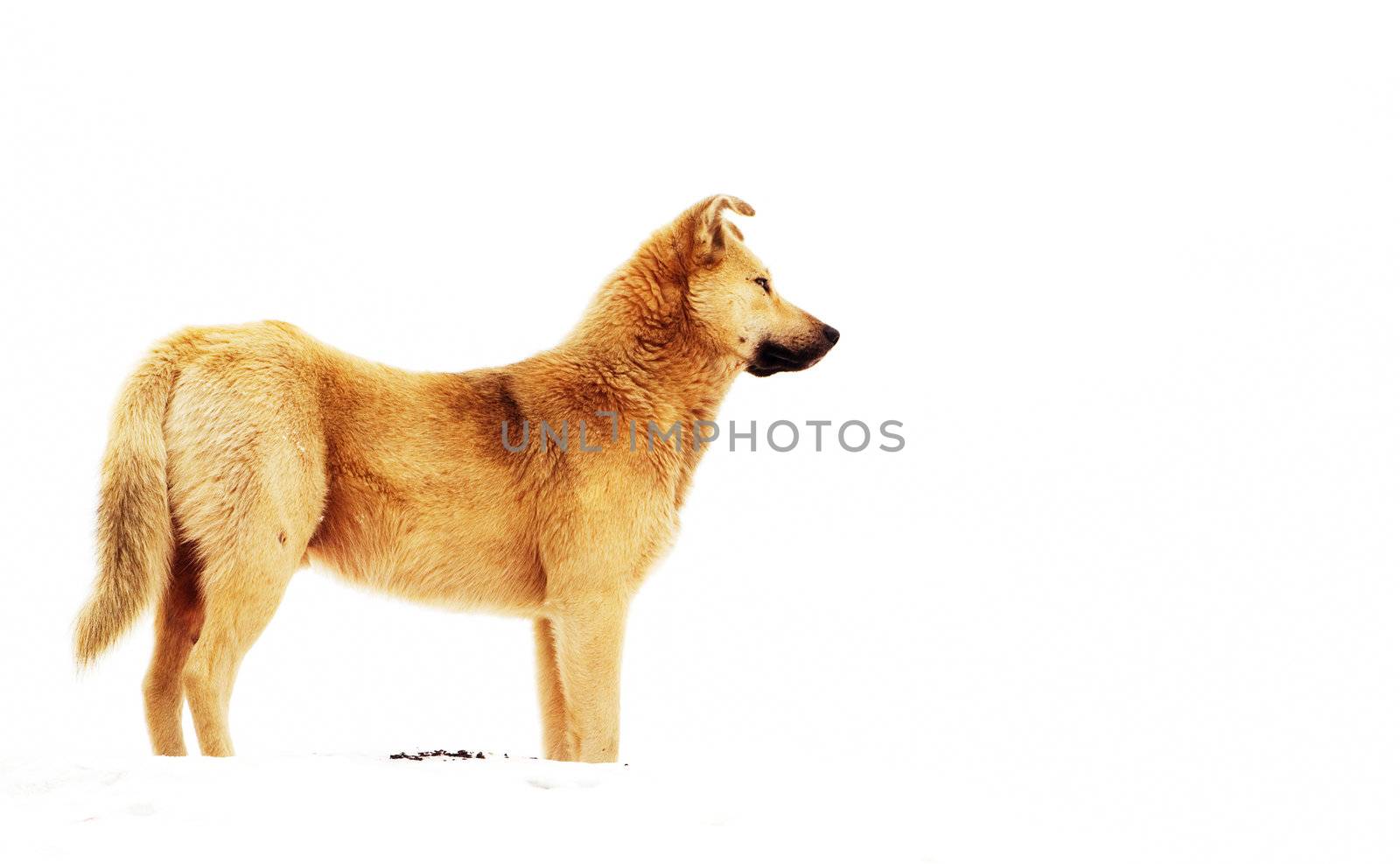 red mongrel dog on a white background