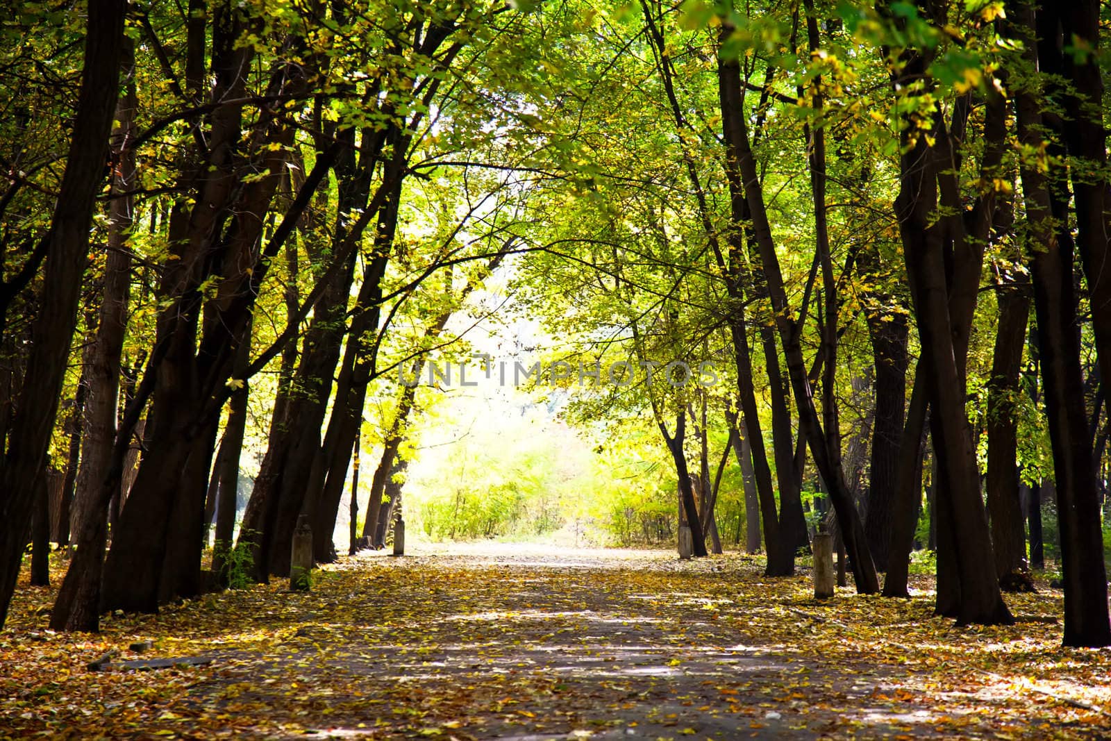 Autumnal pathway in forest