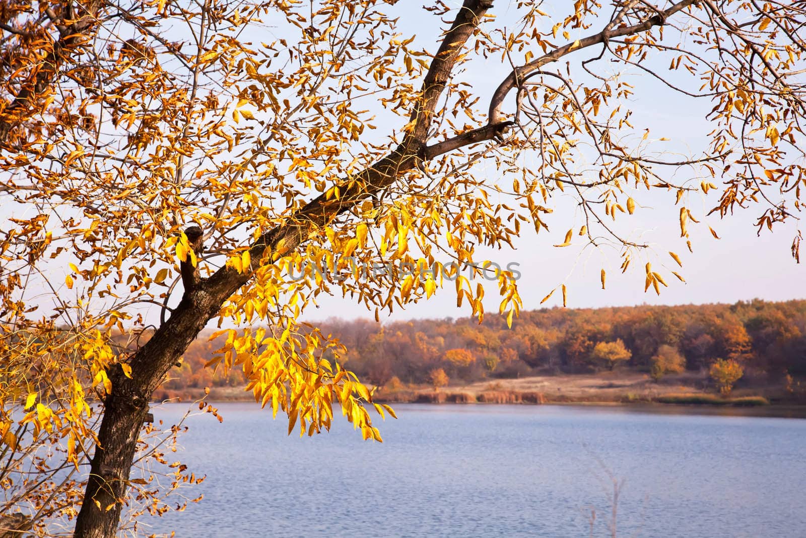 Golden autumn tree above water by RawGroup