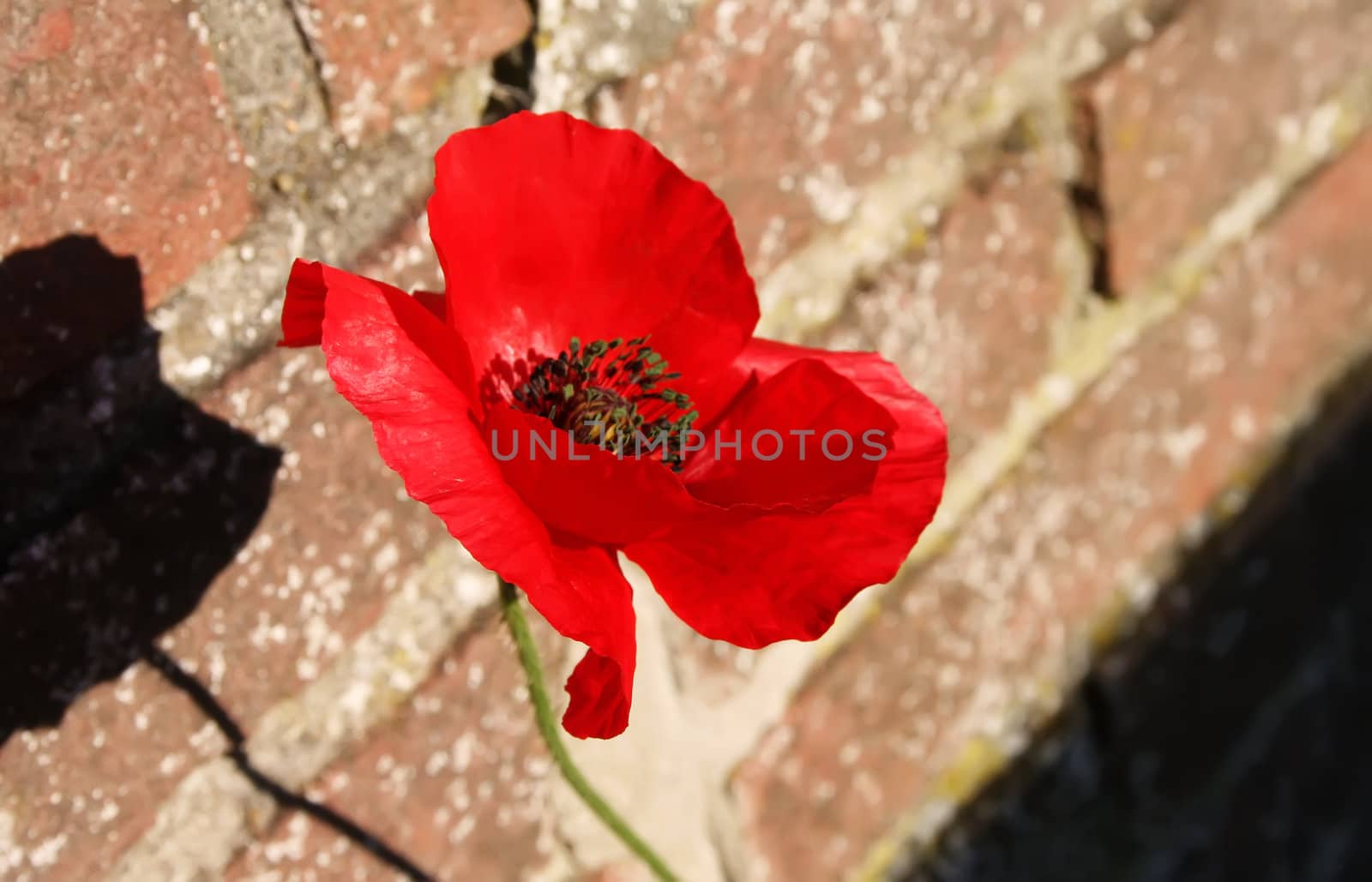 Red poppy flower on brick wall
