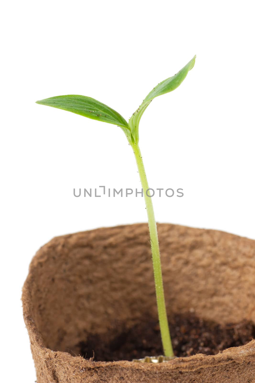 Small plant isolated over white background