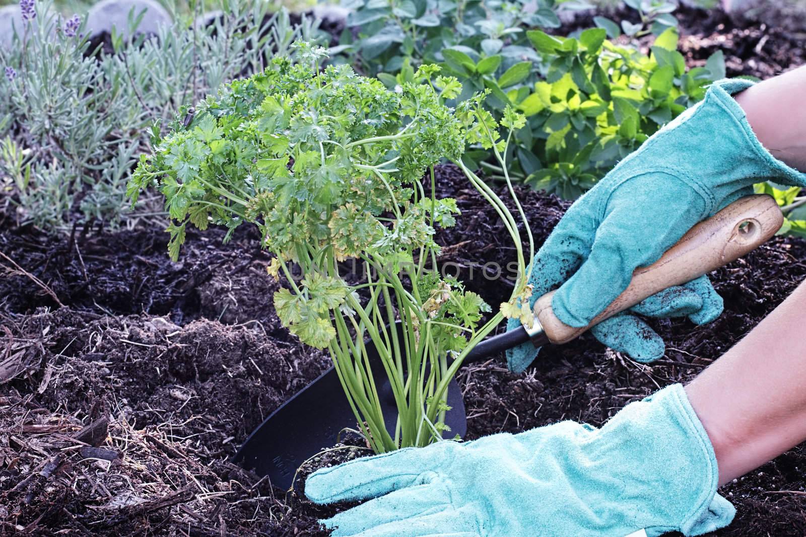 A gardener's gloved hand planting parsley in an organic herb garden with rich composted soil.