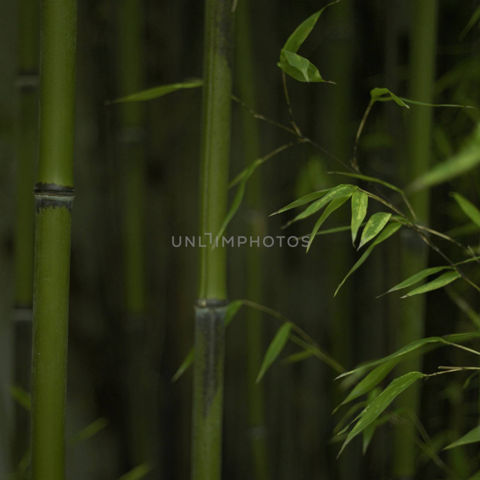 Green bamboo by mmm