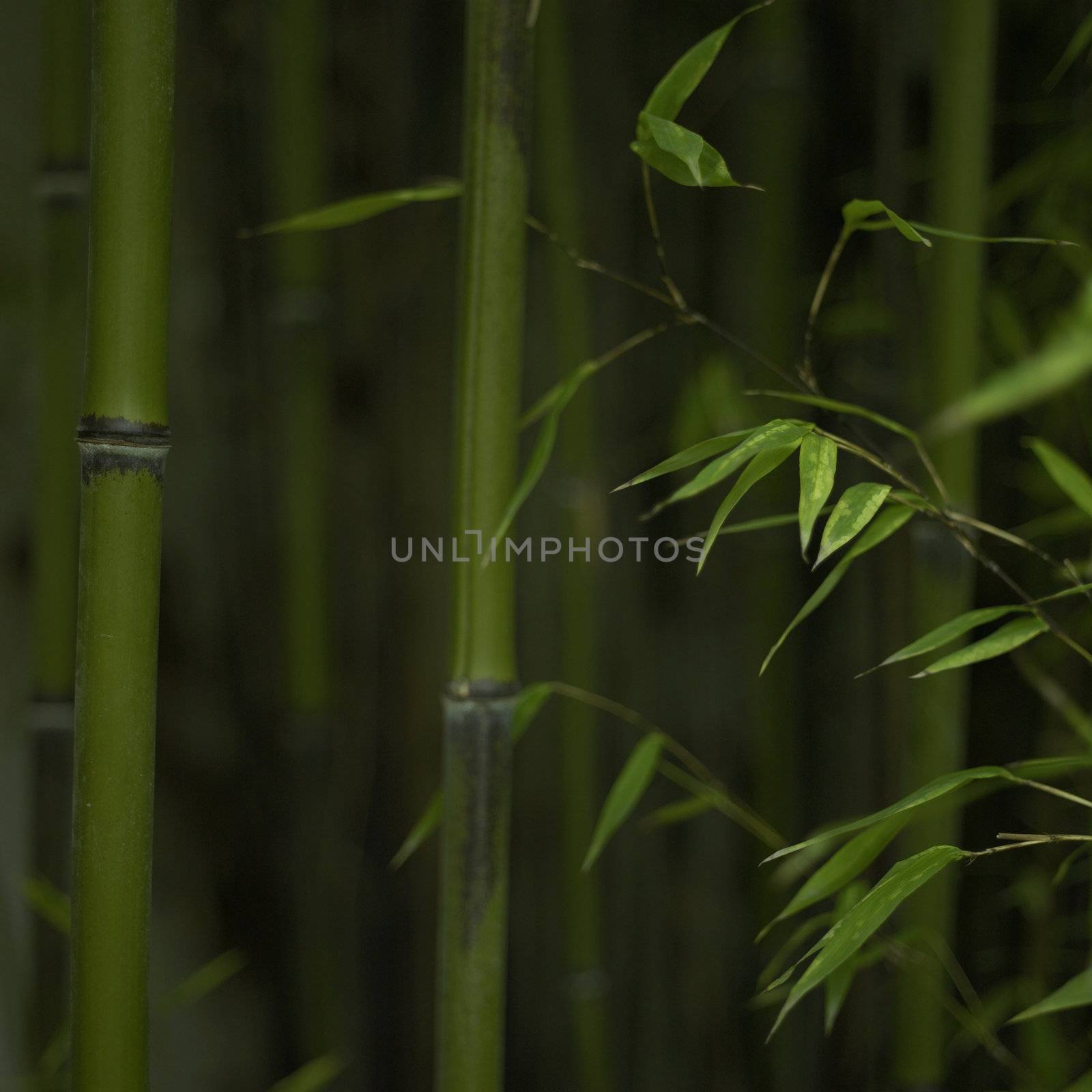 Green bamboo