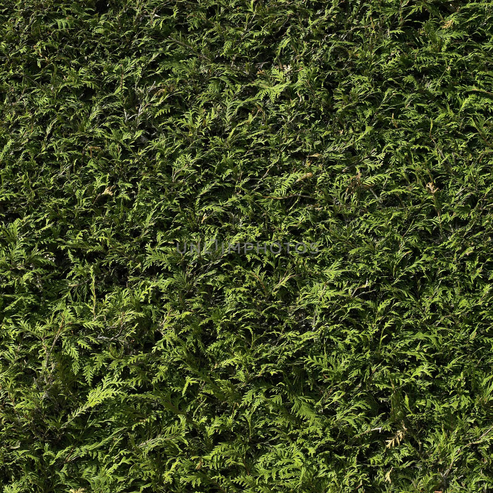 Cedar hedge