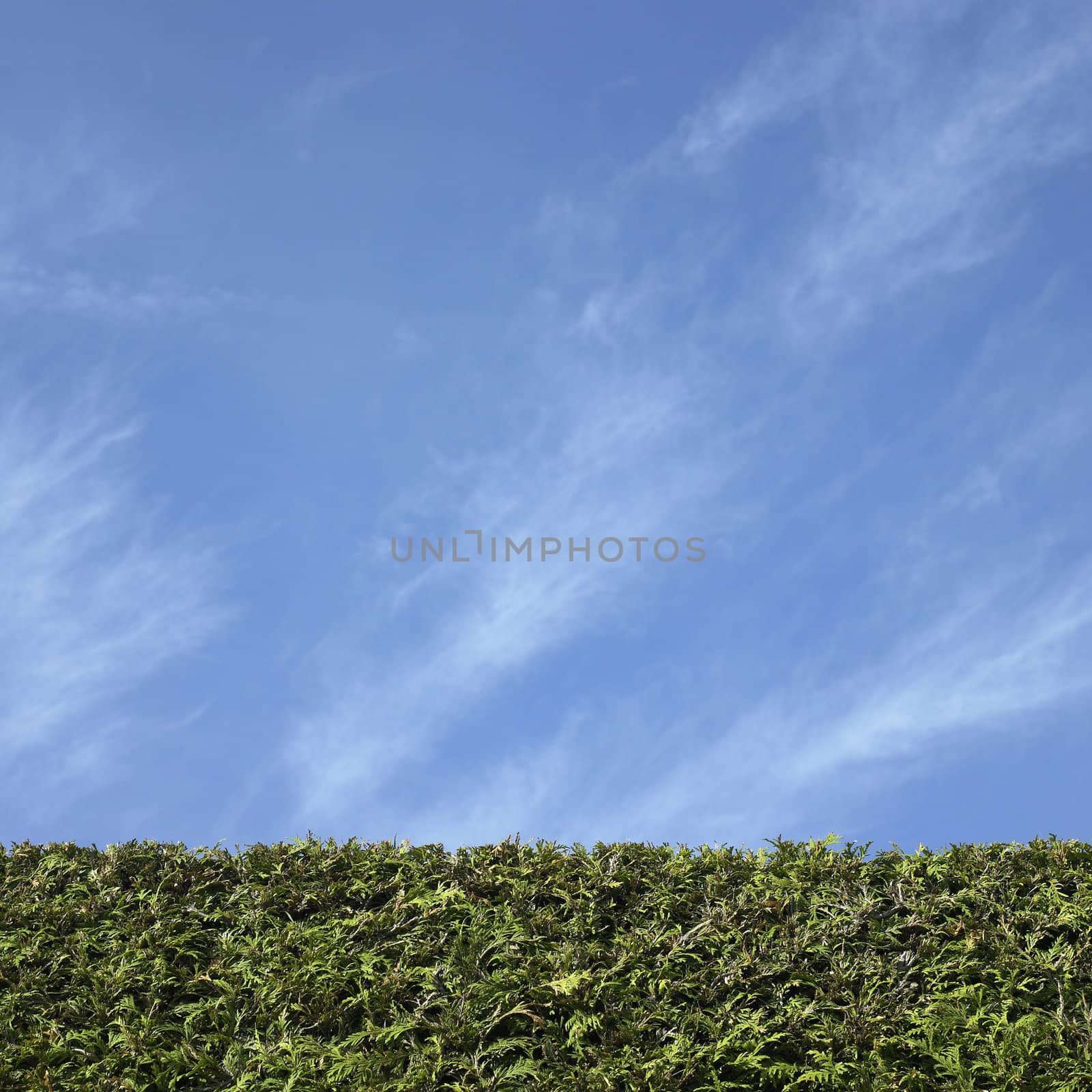 Cedar hedge and blue sky
