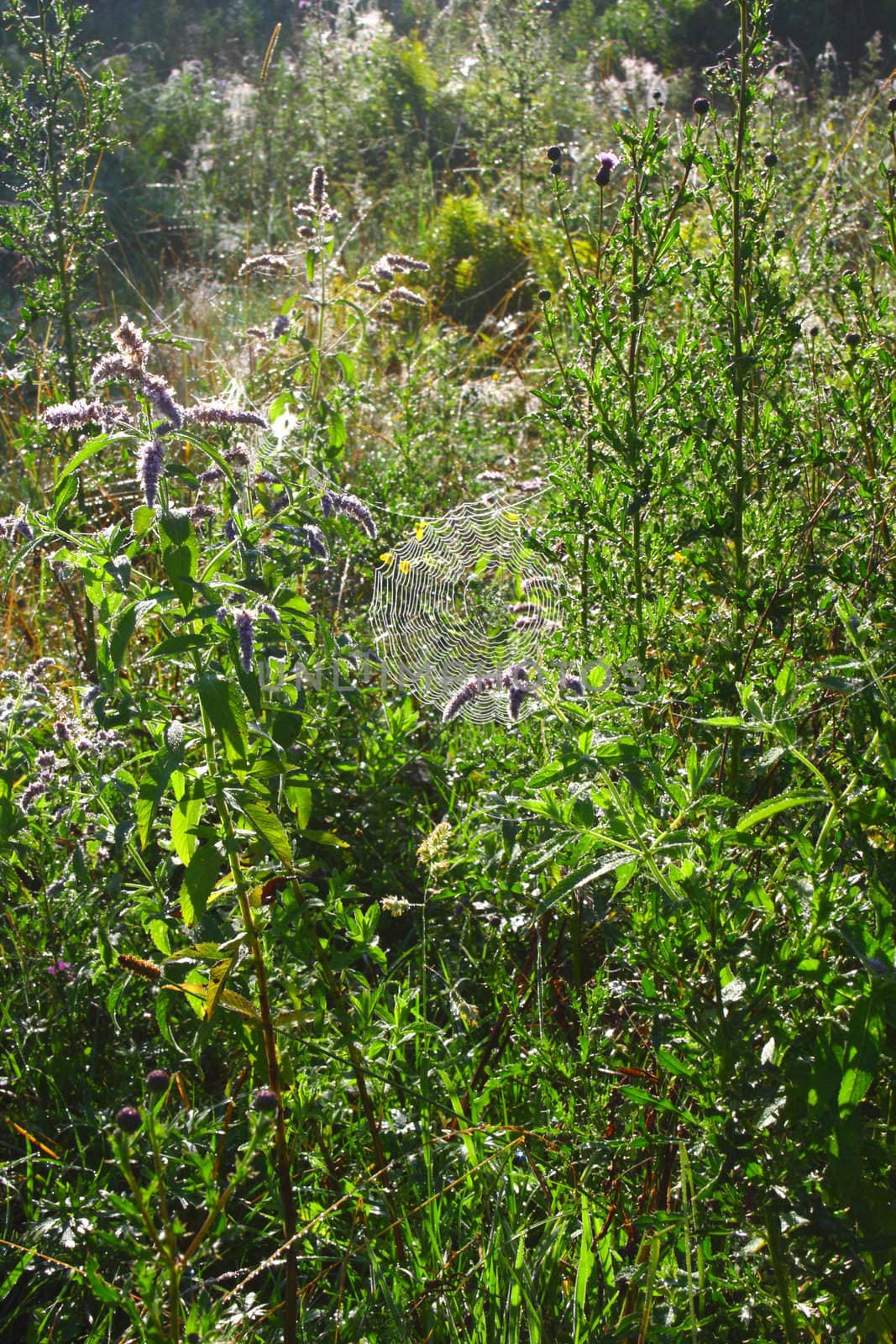 cobweb on the morning grass.