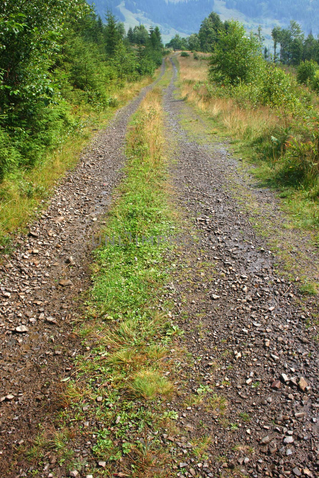 The road in the mountains. Carpathians