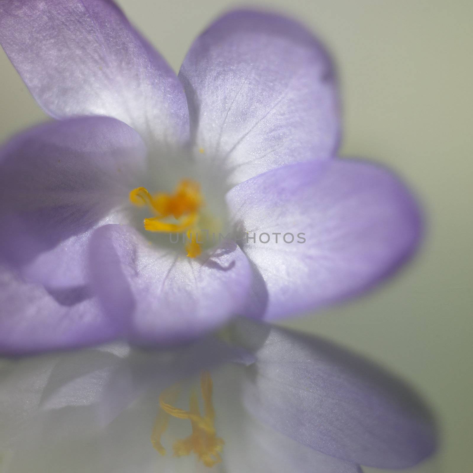 small purple flower