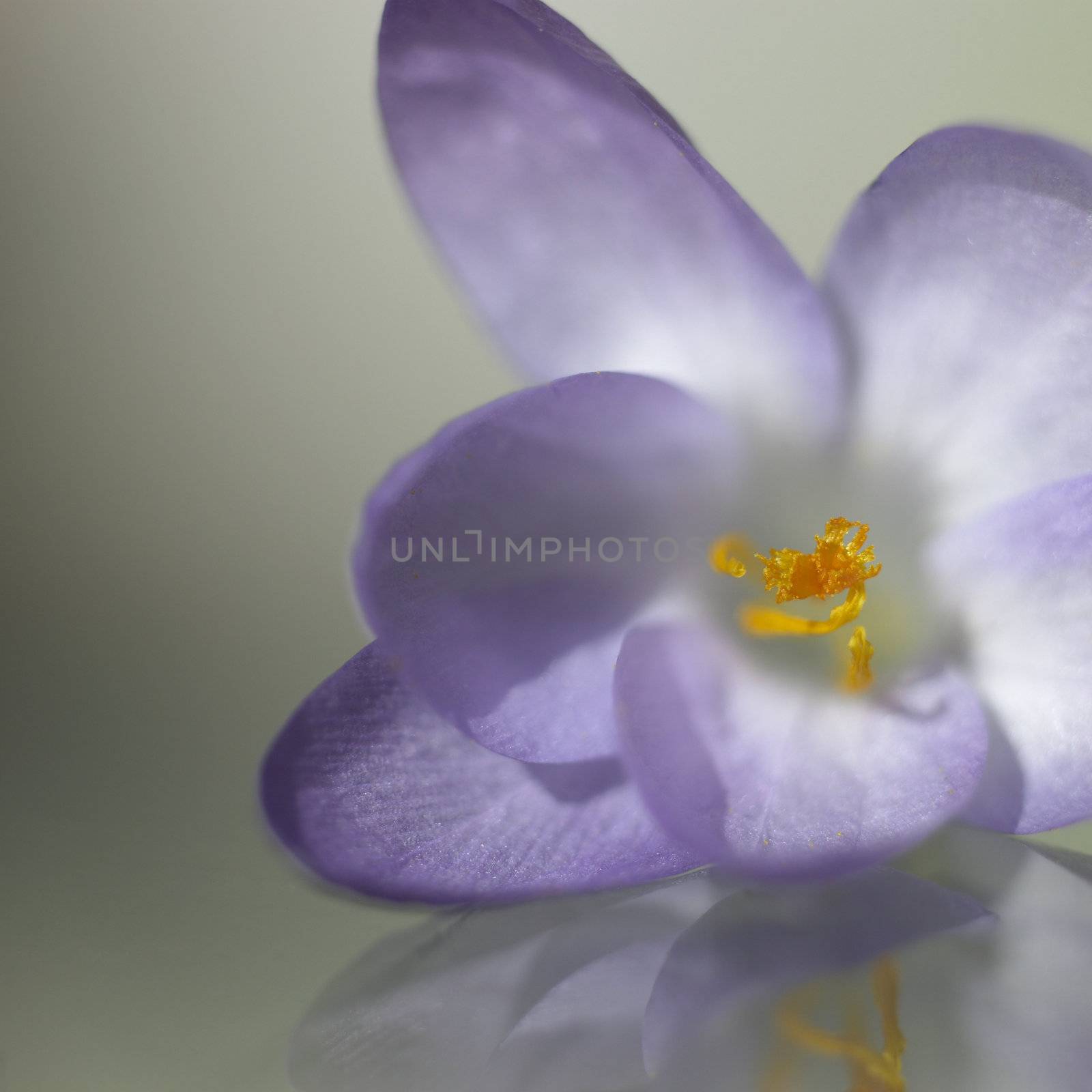 small purple flower