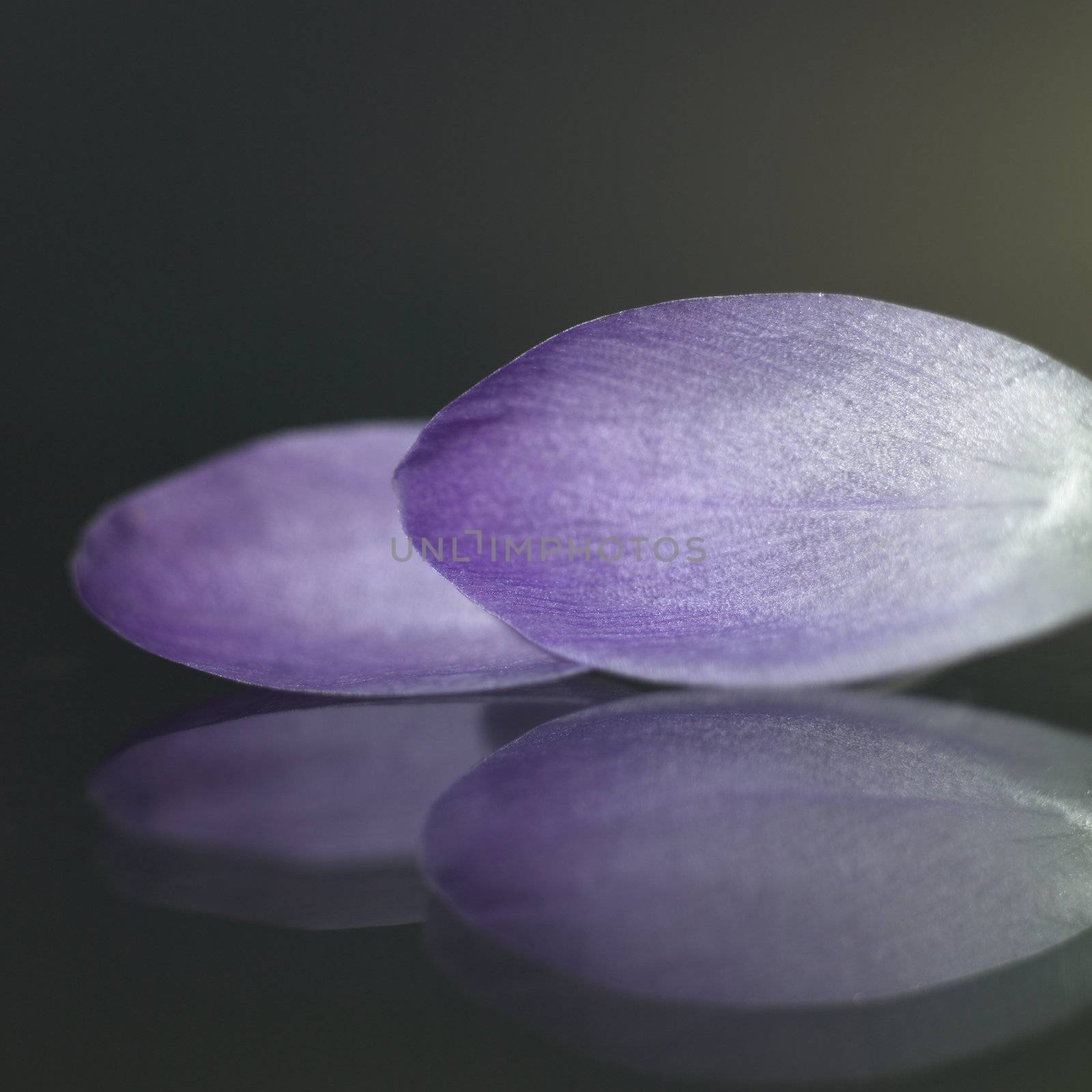 Purple petals